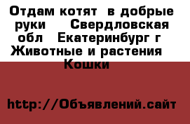 Отдам котят, в добрые руки.  - Свердловская обл., Екатеринбург г. Животные и растения » Кошки   